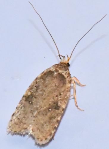 Agonopterix sp.